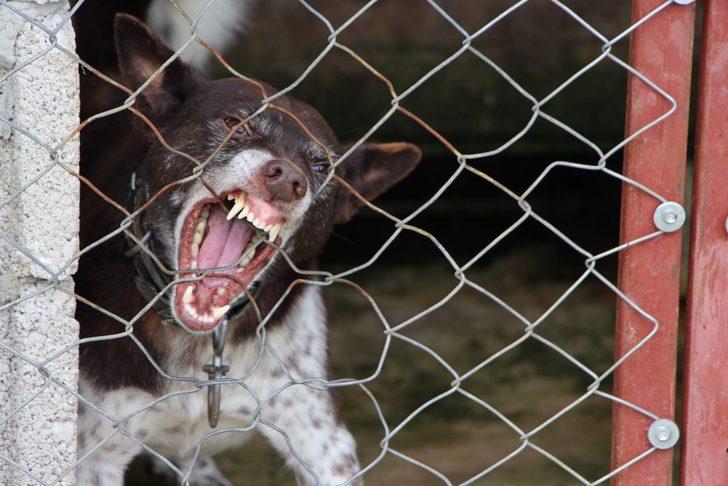 Soyu 1200'lü yıllara dayanıyor! İşte jandarmanın gözdesi 'Zerdava' G1