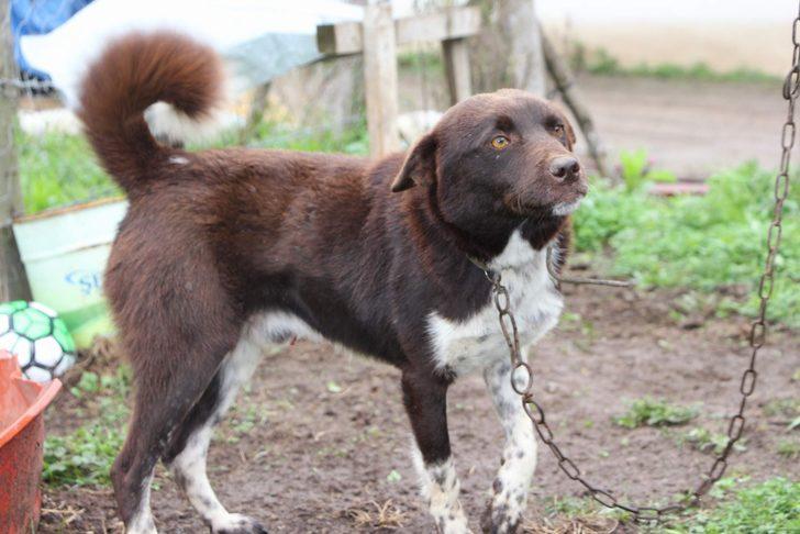 Soyu 1200'lü yıllara dayanıyor! İşte jandarmanın gözdesi 'Zerdava' G3