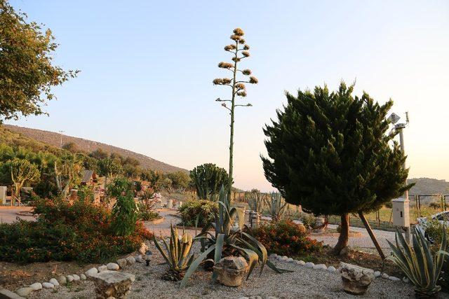 Agave bitkisi Likya’nın başkentinde çiçek açtı