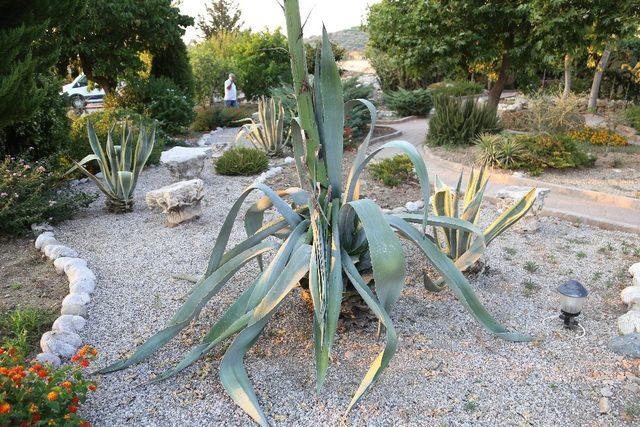 Agave bitkisi Likya’nın başkentinde çiçek açtı