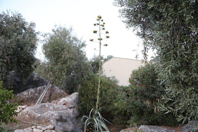 Agave bitkisi Likya’nın başkentinde çiçek açtı