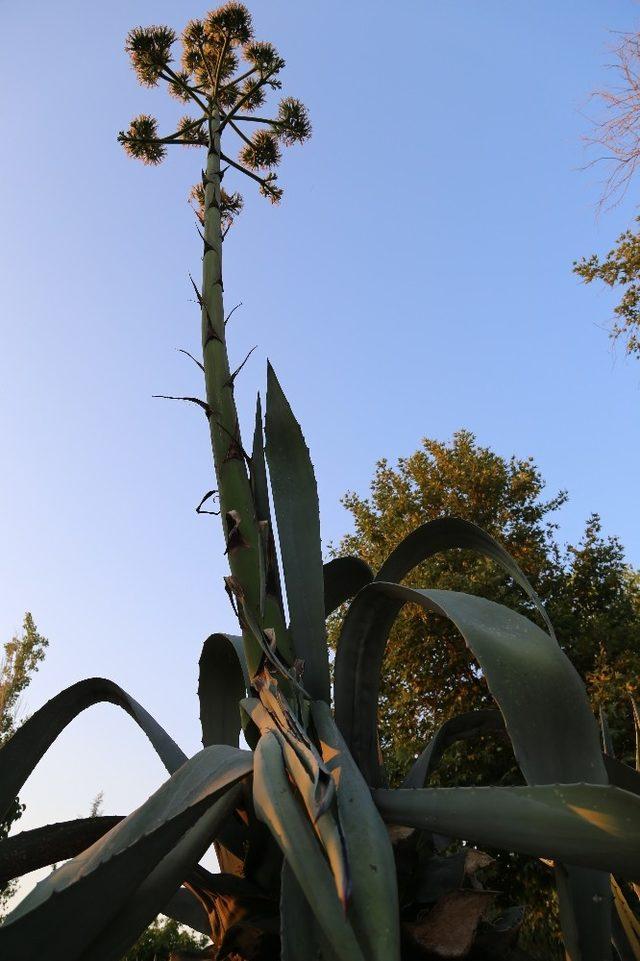 Agave bitkisi Likya’nın başkentinde çiçek açtı