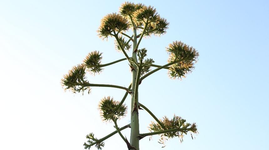 Agave bitkisi Likya&rsquo;nın başkentinde &ccedil;i&ccedil;ek a&ccedil;tı