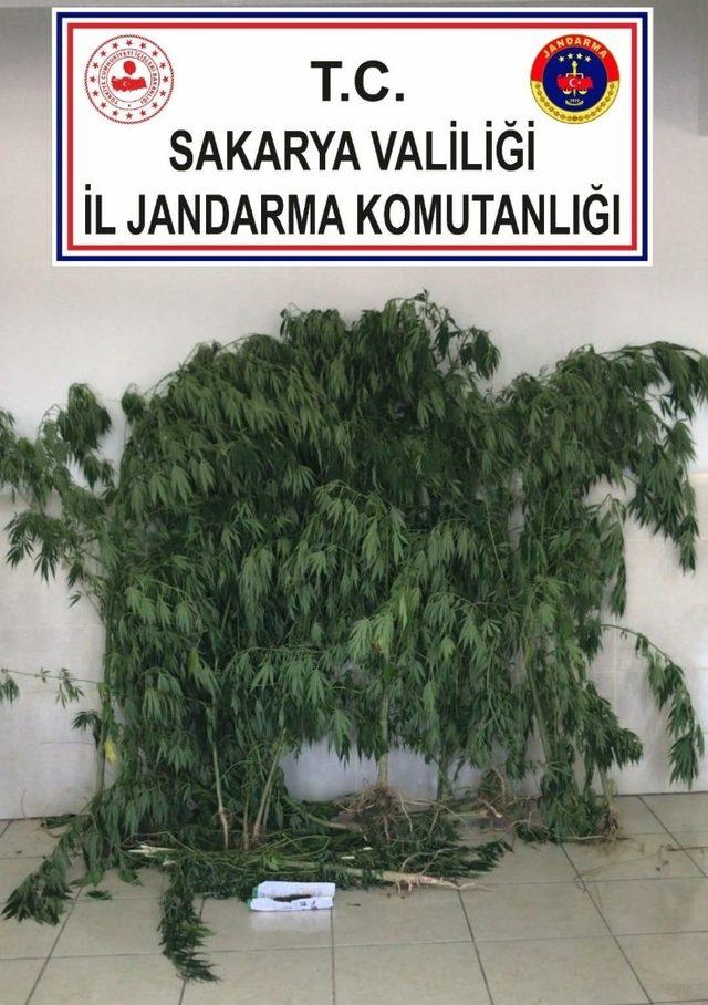 Sakarya’da jandarma ekipleri ilçelerde uyuşturucuya geçit vermedi