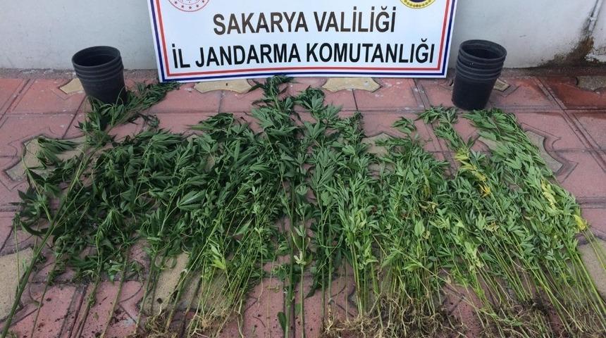 Sakarya&rsquo;da jandarma ekipleri il&ccedil;elerde uyuşturucuya ge&ccedil;it vermedi
