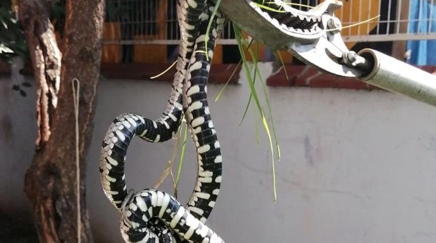 &lsquo;G&ouml;rd&uuml;ğ&uuml;n&uuml;z yılanları &ouml;ld&uuml;rmeyin&rsquo; &ccedil;ağrısı