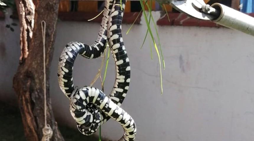 Belediyeden 'gördüğünüz yılanları öldürmeyin' çağrısı