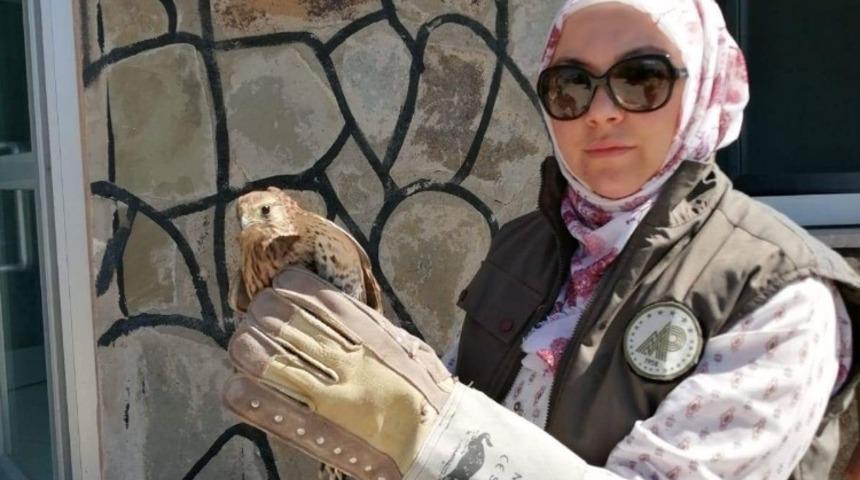 Yaralı kerkenezler tedavi altına alındı