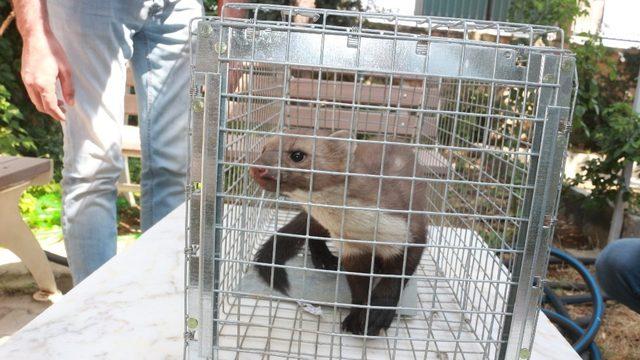 Adıyaman’da sansar sanılan gelincik ortalığı karıştırdı