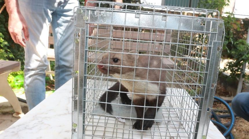 Adıyaman&rsquo;da sansar sanılan gelincik ortalığı karıştırdı