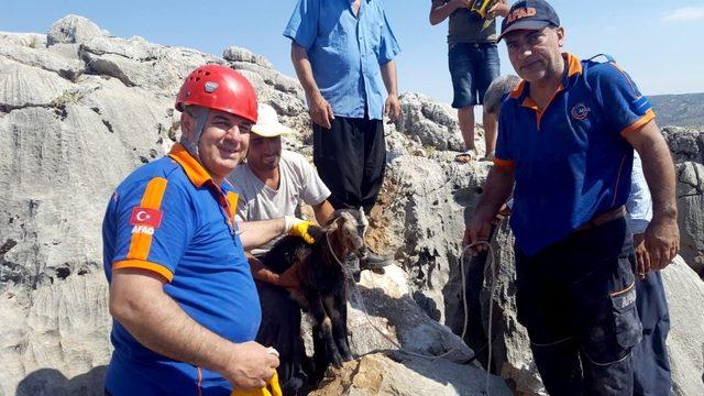 Kayalıklarda kuyuya düşen keçi kurtarıldı