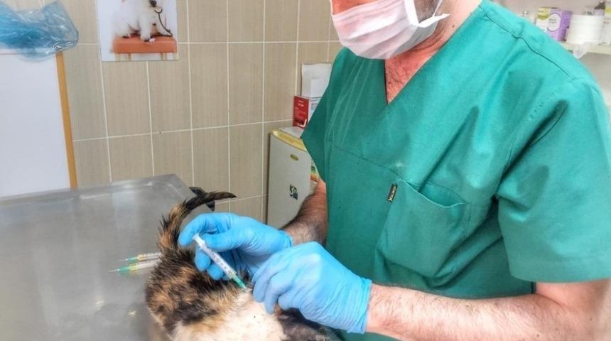 Hasta kedi tedavi edildi