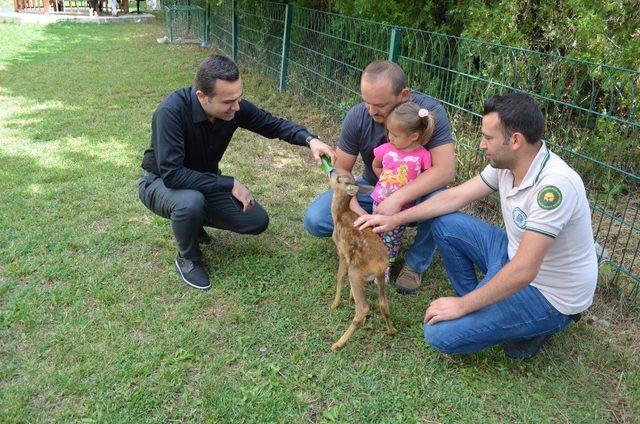 Yavru karacaya anne şefkati