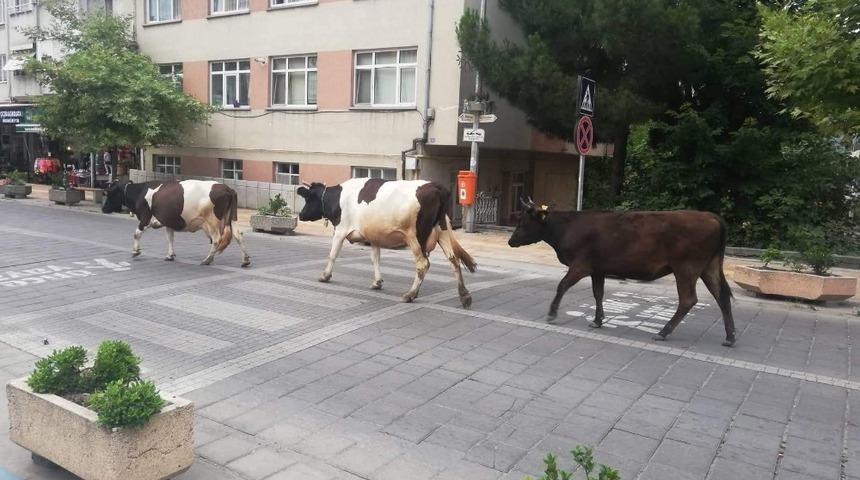 Şehir merkezinde dolaşan b&uuml;y&uuml;kbaş hayvanlar trafikte tehlike oluşturuyor