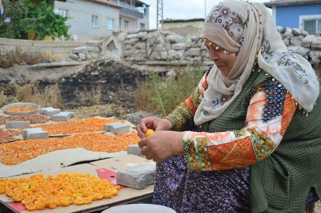 Köylerde kayısı kurutma işlemi başladı