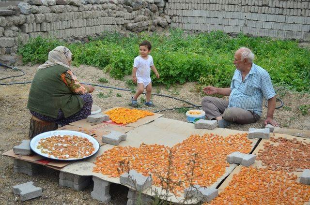 Köylerde kayısı kurutma işlemi başladı