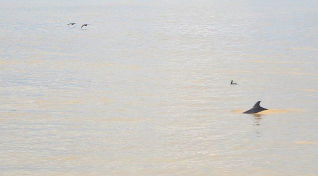 Alaplı Çayı’nda ilk kez yunus balığı görüldü