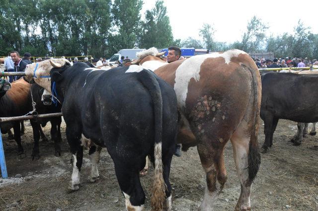 Kurban pazarının 1 tonluk 'Paşa'sı, alıcısını bekliyor