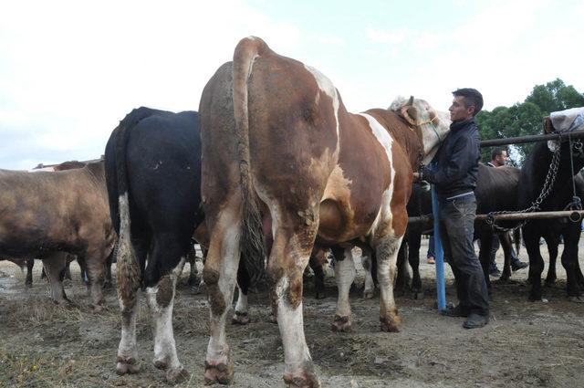 Kurban pazarının 1 tonluk 'Paşa'sı, alıcısını bekliyor