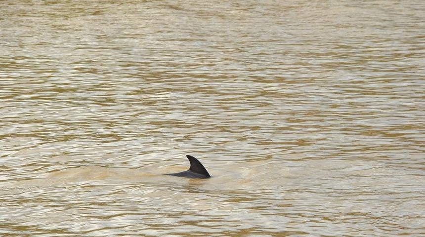 Zonguldak'taki Alaplı Çayı'nda ilk! Yunus balığı şaşkınlığı
