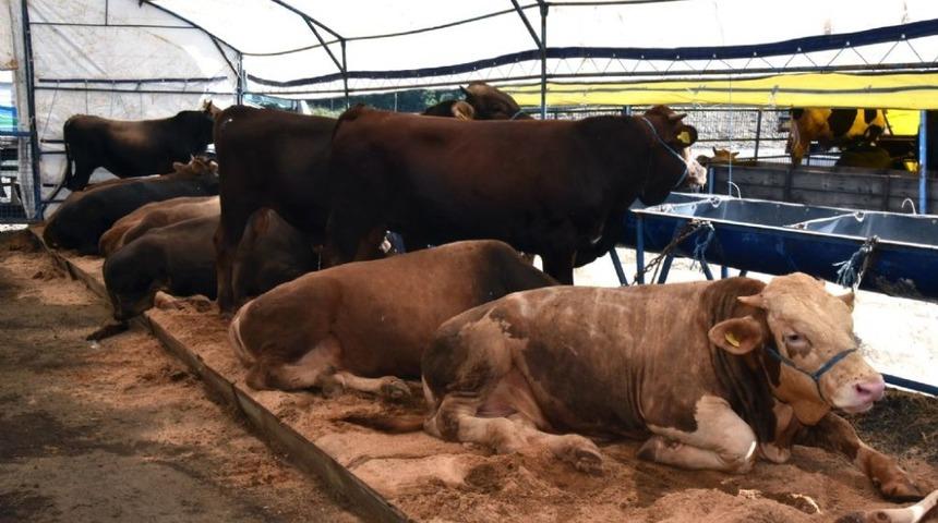 Kurban satış yerlerinde hazırlıklar devam ediyor