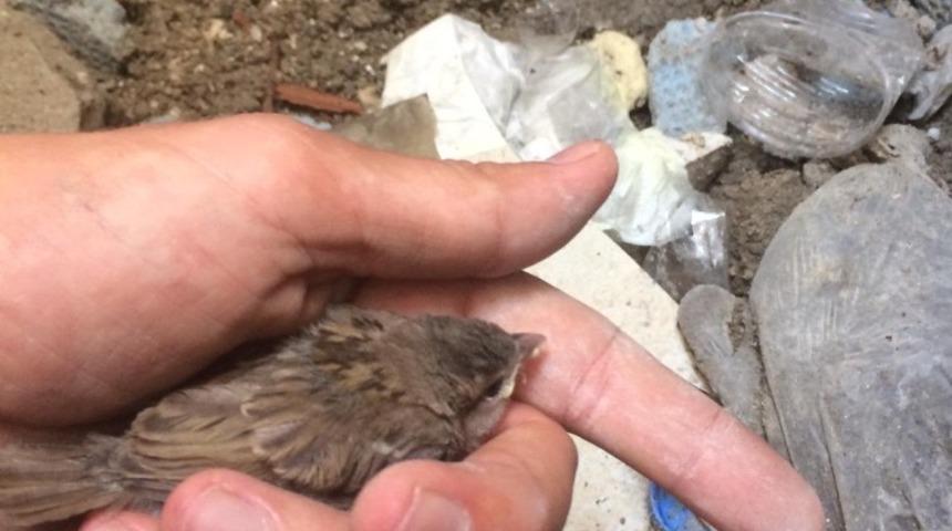 Havalandırma boşluğuna d&uuml;şen ser&ccedil;e yavrusunu itfaiye kurtardı