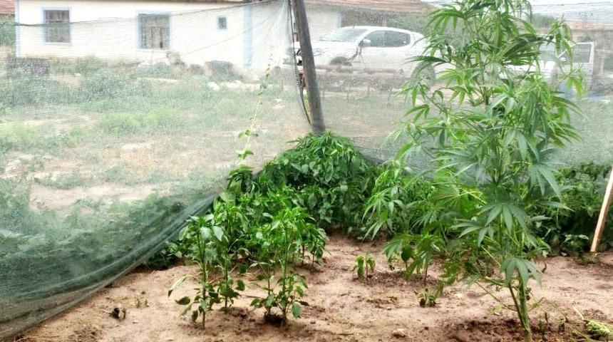 M&uuml;stakil evde uyuşturucu imalatına 1 tutuklama