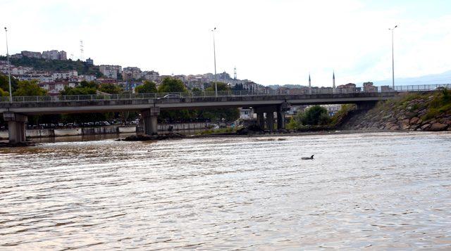 Yunuslur, Alaplı'da çaya girdi