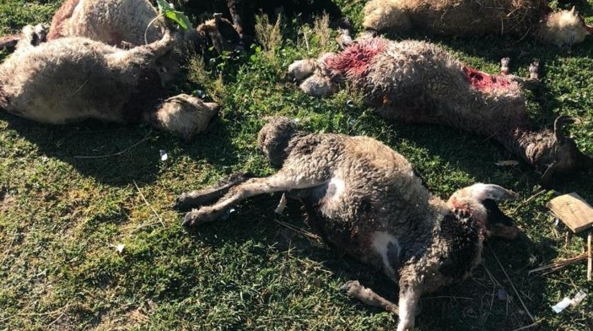 Sokak k&ouml;pekleri 12 koyunu telef etti