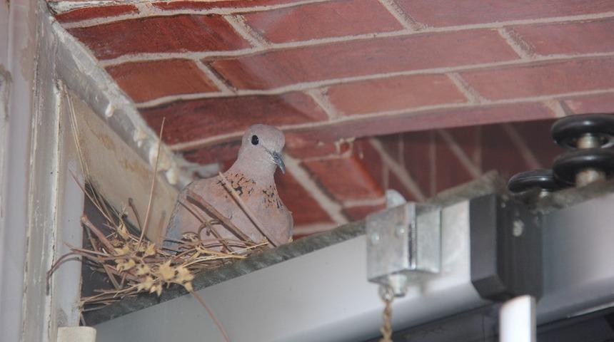 Bing&ouml;l&rsquo;de d&ouml;nercinin davetsiz misafiri &lsquo;Kumru&rsquo;