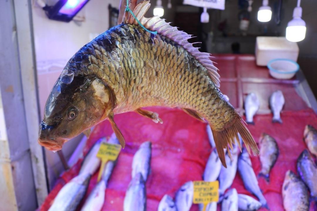 Balık&ccedil;ılarda sazan bolluğu