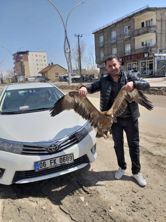 Yaralı bulunan bozkır kartalı tedavi altına alındı