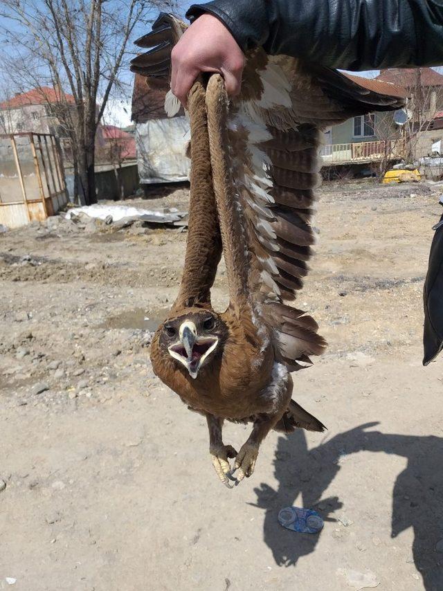 Yaralı bulunan bozkır kartalı tedavi altına alındı