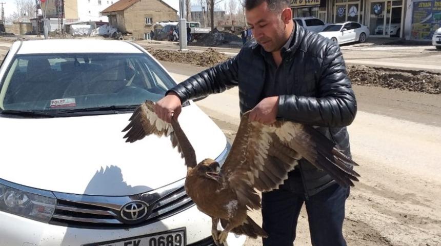 Yaralı bulunan bozkır kartalı tedavi altına alındı