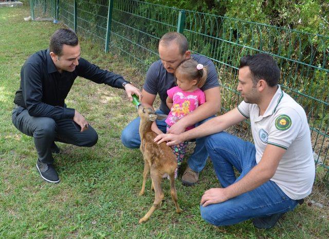 Yaralı olarak bulunan yavru karaca tedavi altına alındı