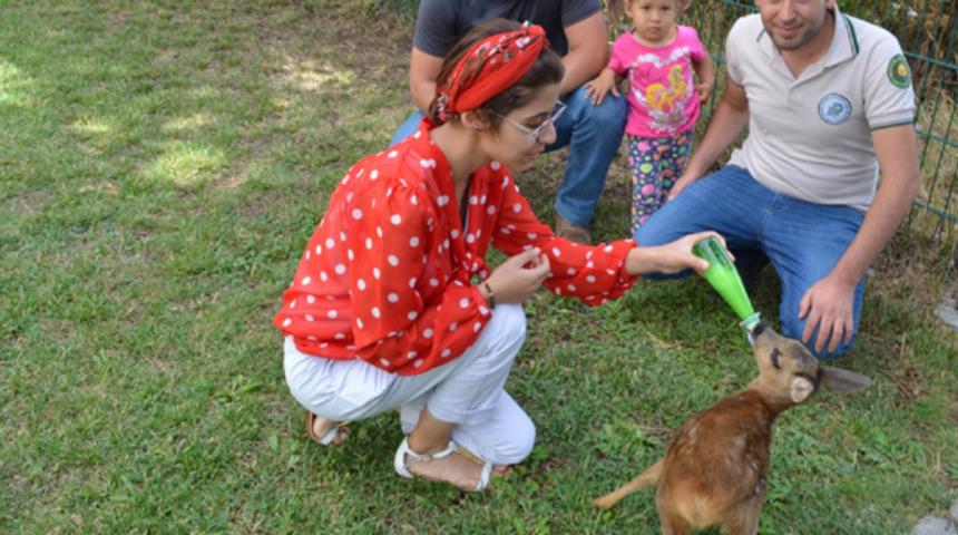 Yavru karacayı biberonla beslediler