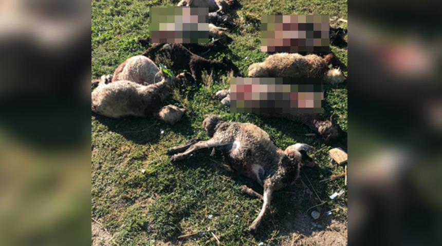 Sokak köpekleri 12 koyunu telef etti