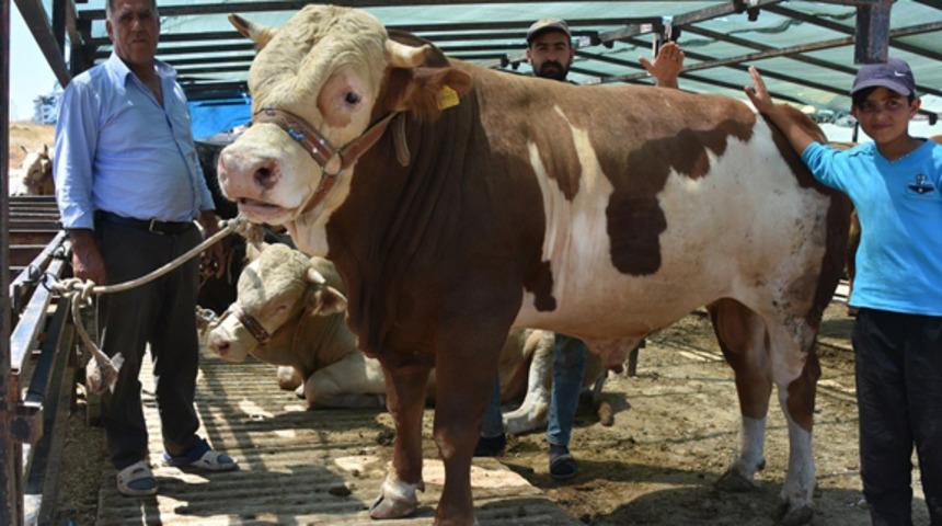 1 ton 200 kiloluk 'Paşa' isimli dana 17 bin 500 TL'ye satıldı