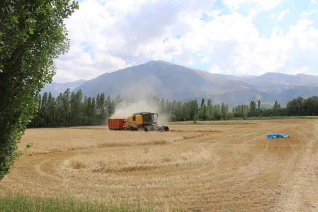 Erzincan’da hububat hasadına sıkı denetim