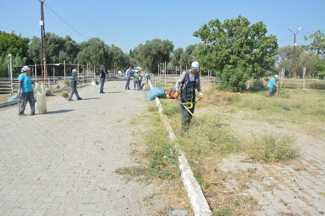 Söke’de Hayvan Pazarı Kurban Bayramı’na hazır