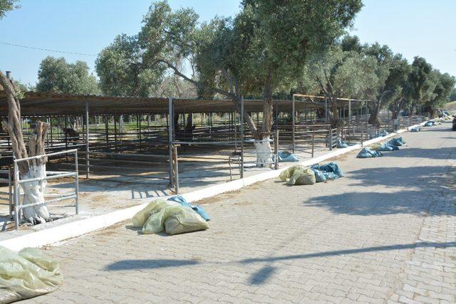 Söke’de Hayvan Pazarı Kurban Bayramı’na hazır