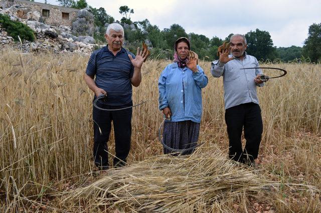 Çiftçiler, sarp arazideki ekinlerini orakla biçiyor