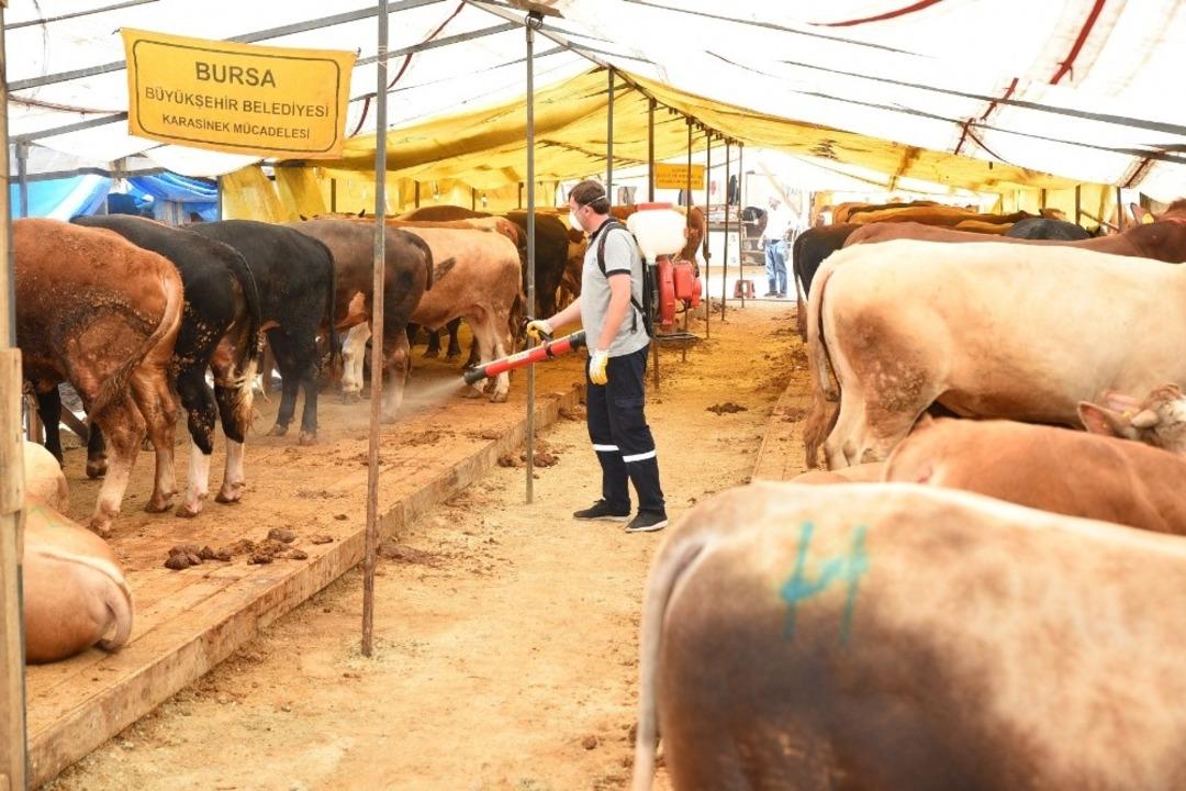 Bursa&rsquo;da kurban pazarlarında sinekle m&uuml;cadele