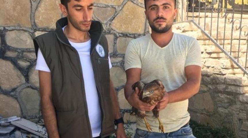 Yaralı Kızıl Şahin tedavi altına alındı