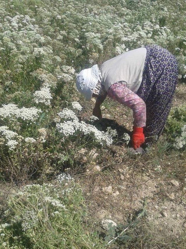 Buldan’da kekik üreticisinin yüzünü güldürdü