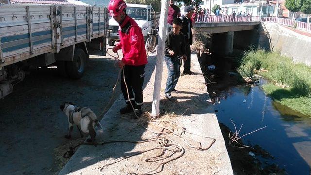 Kanalda mahsur kalan köpeği itfaiye kurtardı