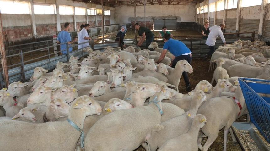 Altıeyl&uuml;l&rsquo;de kurban kesim &uuml;cretleri belli oldu