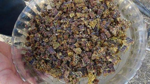 Geç keşfedilen şifa deposu: Arı ekmeği