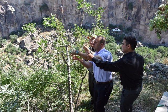 Ihlara Vadisinde aşılama çalışması yapıldı