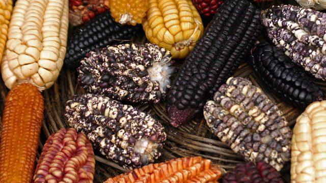 Günahıyla Sevabıyla GDO Gerçekleri 